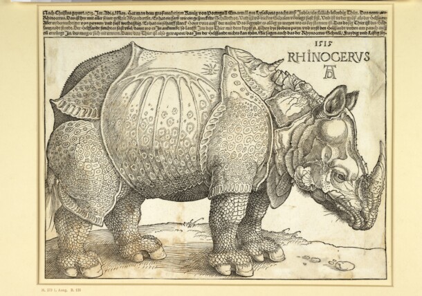     Albrecht Dürer, Rhinocerus (nosorožec), 1515, Albertina, Viedeň / Albertina